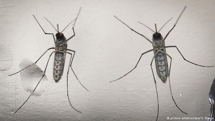 Zika virus cases in Spain, Guinea Bissau as US president calls for emergency funds